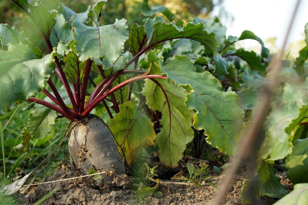 Ni Faida Zipi 9 za Beetroot Unafahamu?