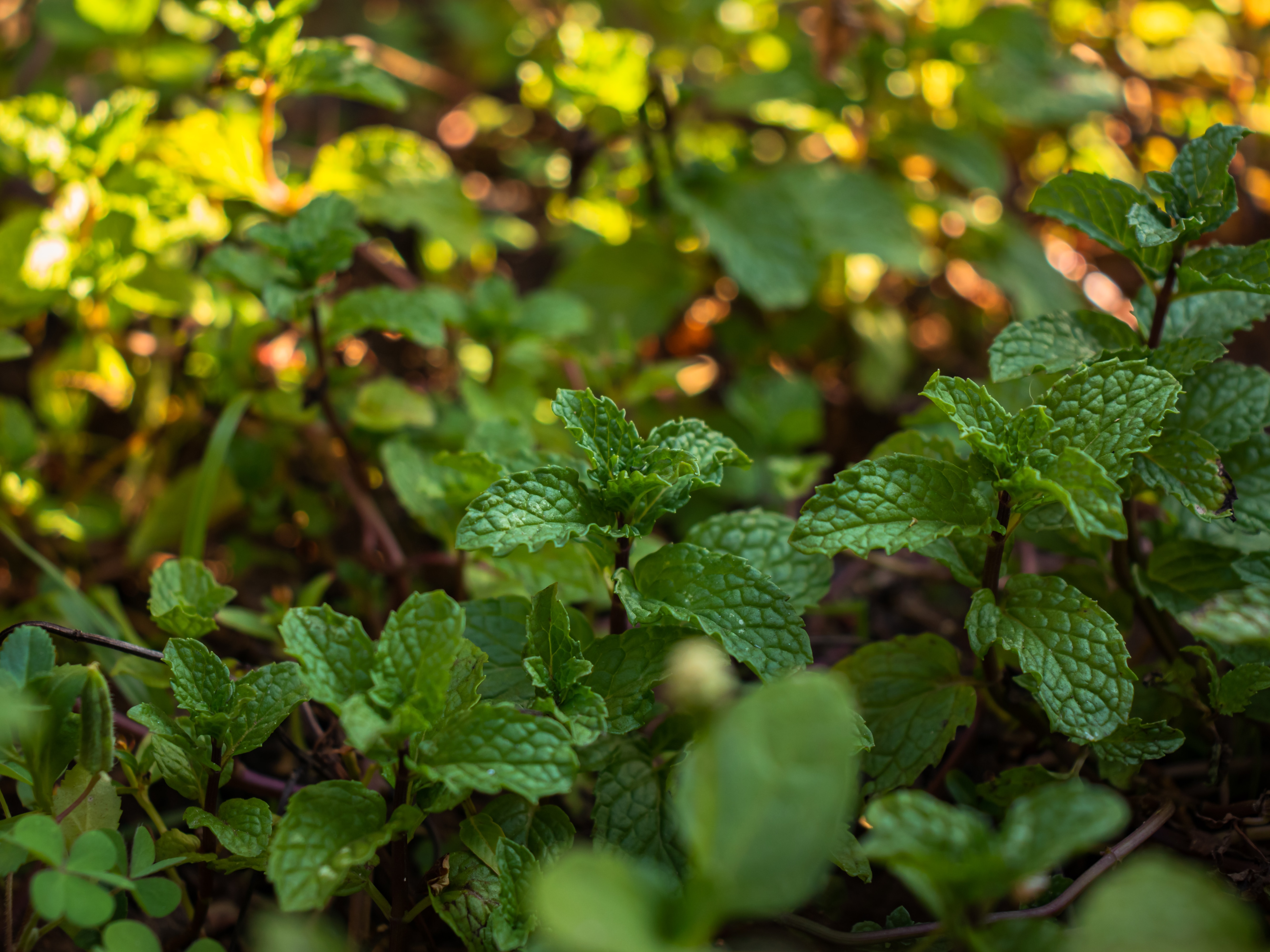 Faida 10 za Mmea wa Mint(Mentha)