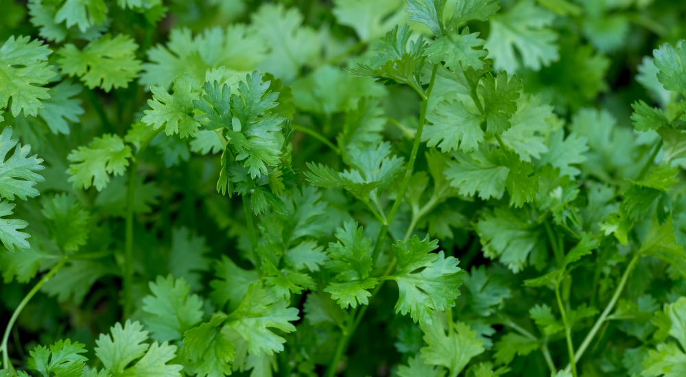 Jinsi ya kupanda Coriander kwenye Kontena-Sehemu ya 1