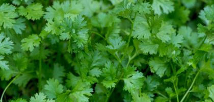 Jinsi ya kupanda Coriander kwenye Kontena-Sehemu ya 1