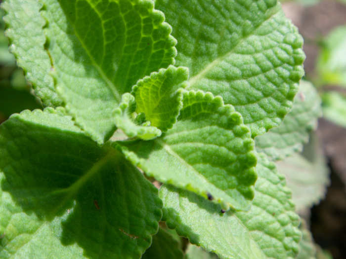 Zifahamu Faida 10 za Mexican Mint