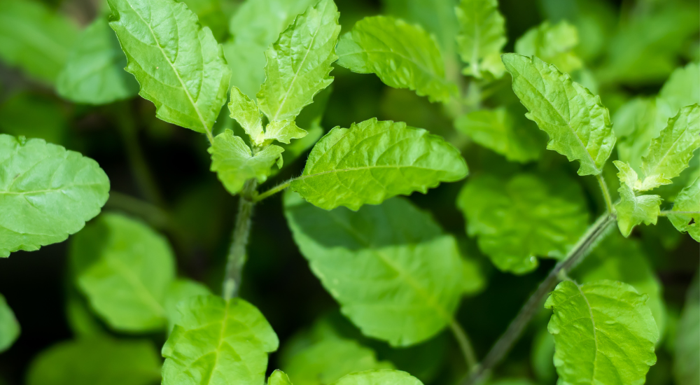 Manufaa 6 ya kutumia Mmea wa Basil-Sehemu 1