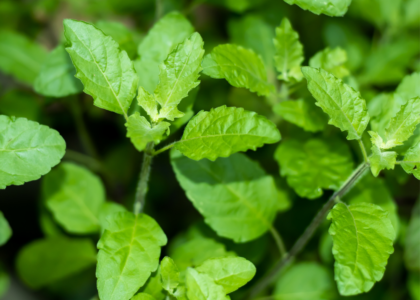 Manufaa 6 ya kutumia Mmea wa Basil-Sehemu 1