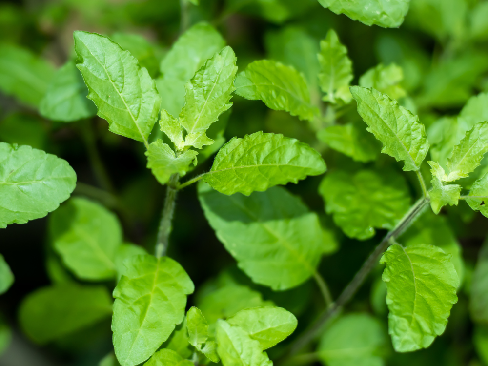 Manufaa 6 ya kutumia Mmea wa Basil-Sehemu 1