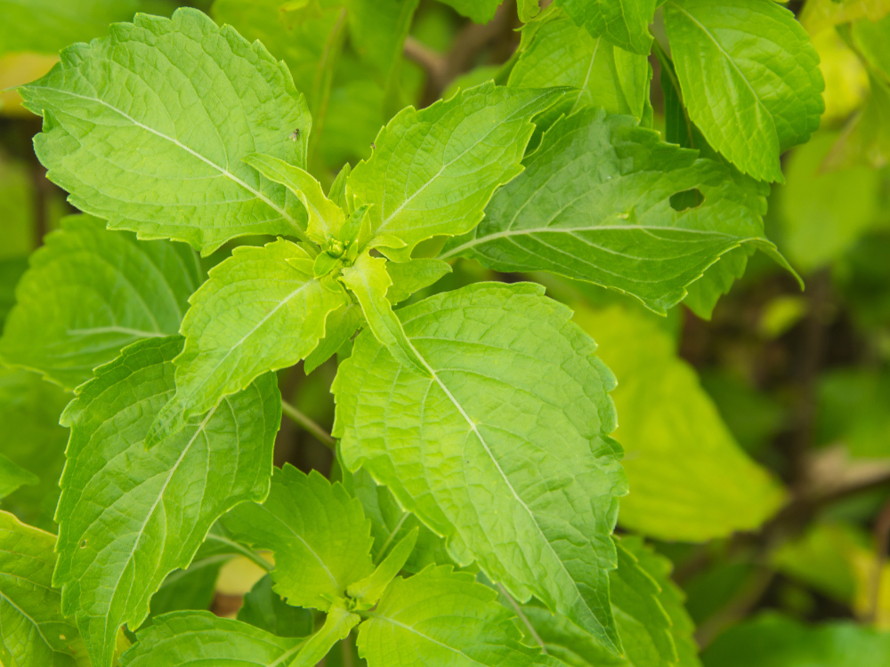 Manufaa 6 ya kutumia Mmea wa Basil-Sehemu 1